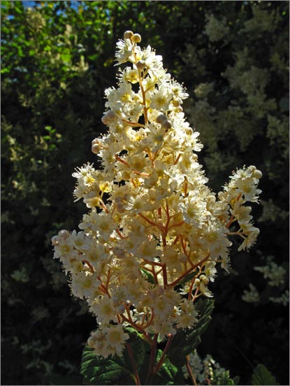 sm 642 Ocean Spray.jpg - Ocean Spray (Holodiscus discolor): There was a row of these showy native bushes along the trail.